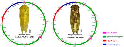 The Phylogenetic Implications of the Mitochondrial Genomes of Macropsis notata and Oncopsis nigrofasciata